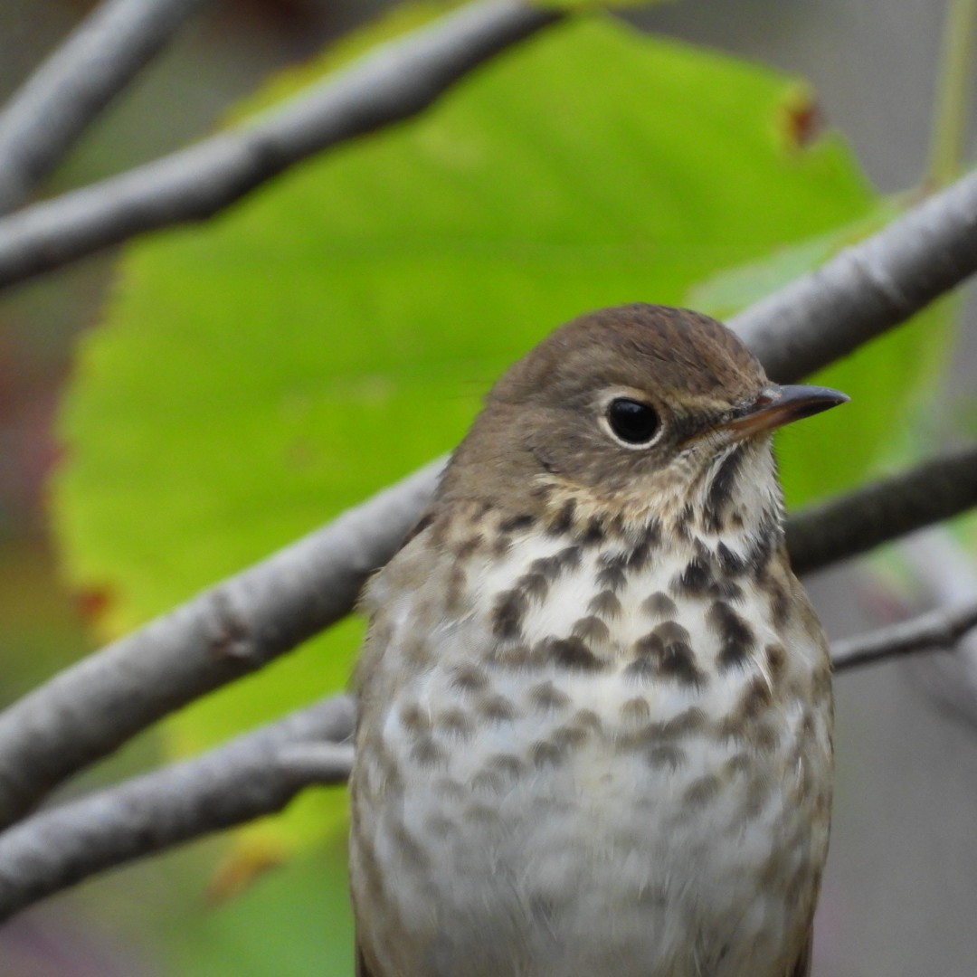 Hermit Thrush - ML609760741