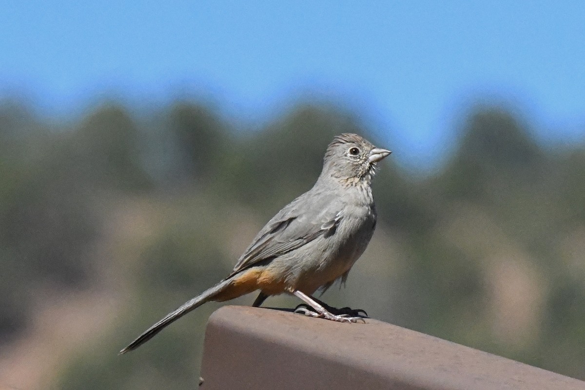 Canyon Towhee - Steven Haupt