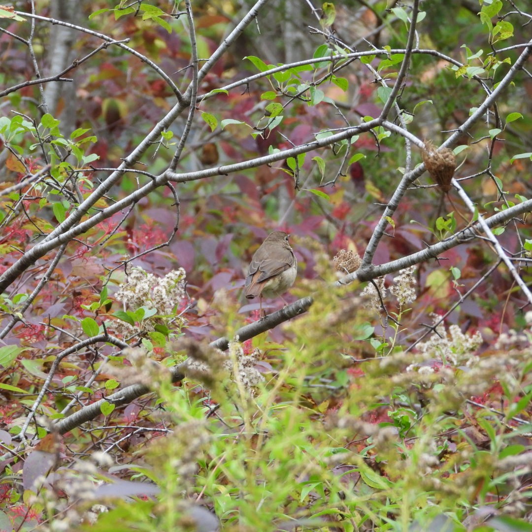 Hermit Thrush - ML609760774