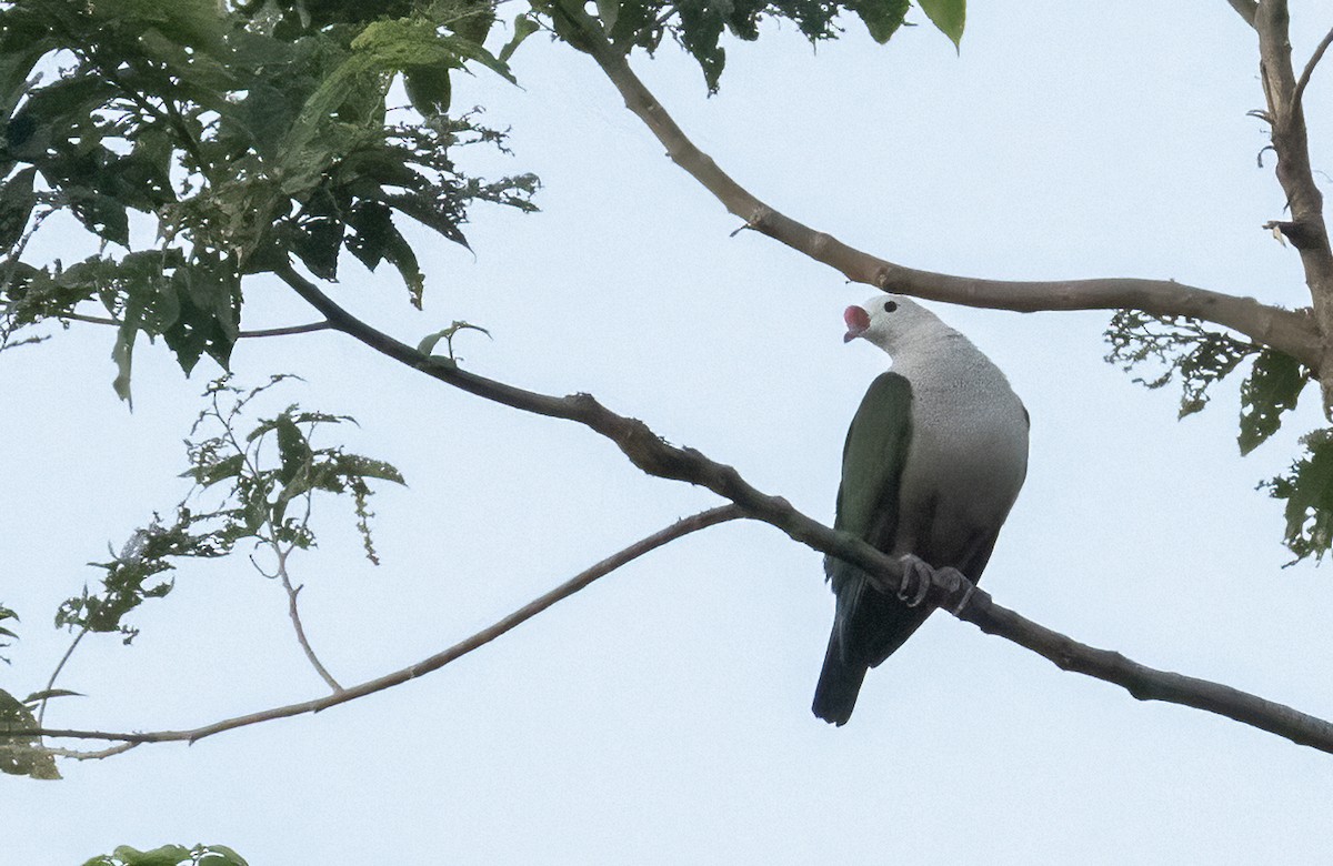 Red-knobbed Imperial-Pigeon - Anne Heyerly