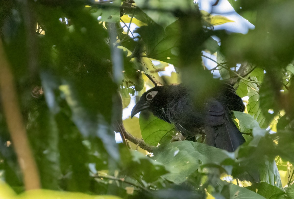 Violaceous Coucal - ML609760842