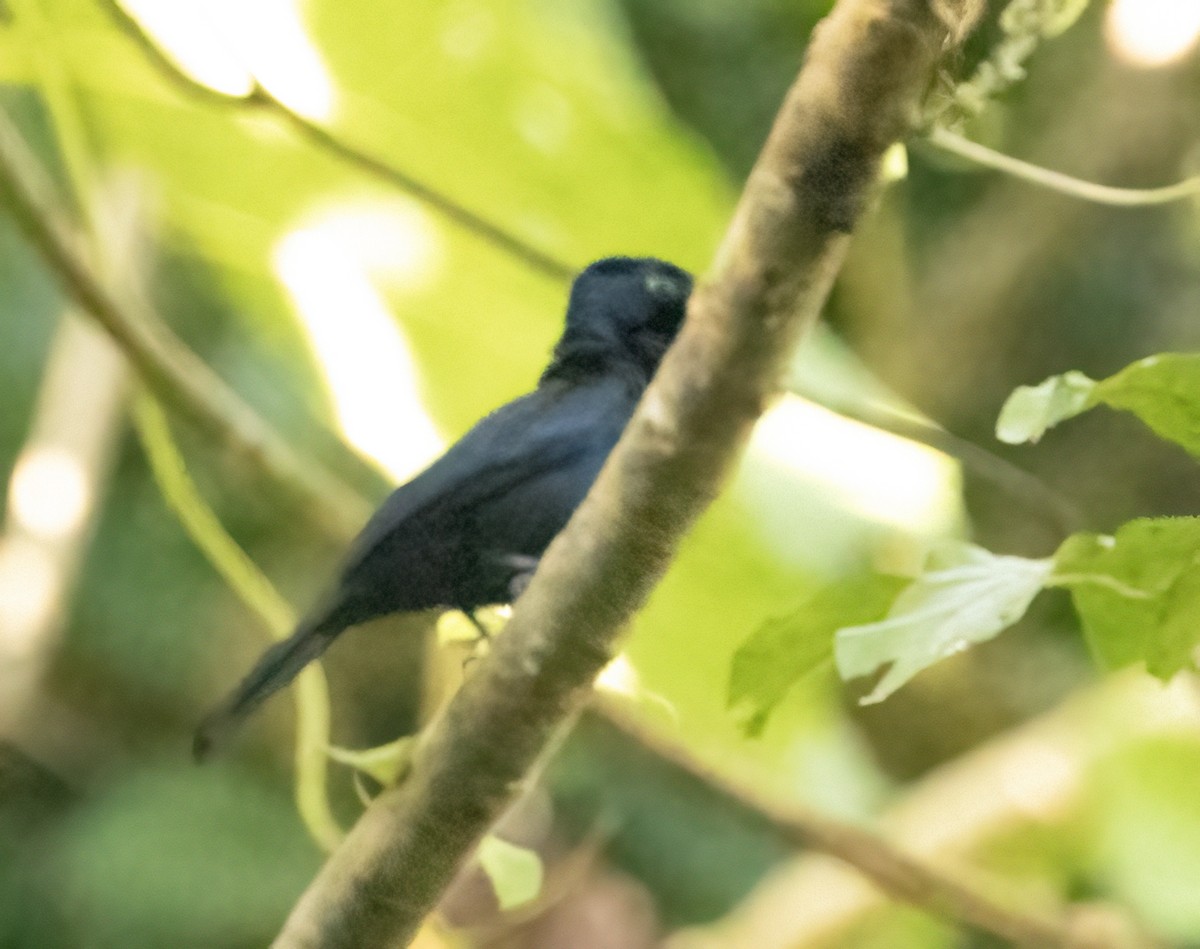 Shining Flycatcher - ML609760871