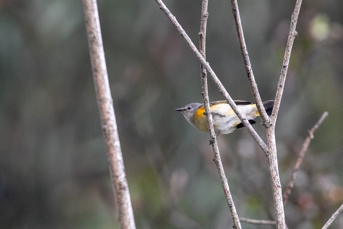 American Redstart - Anonymous