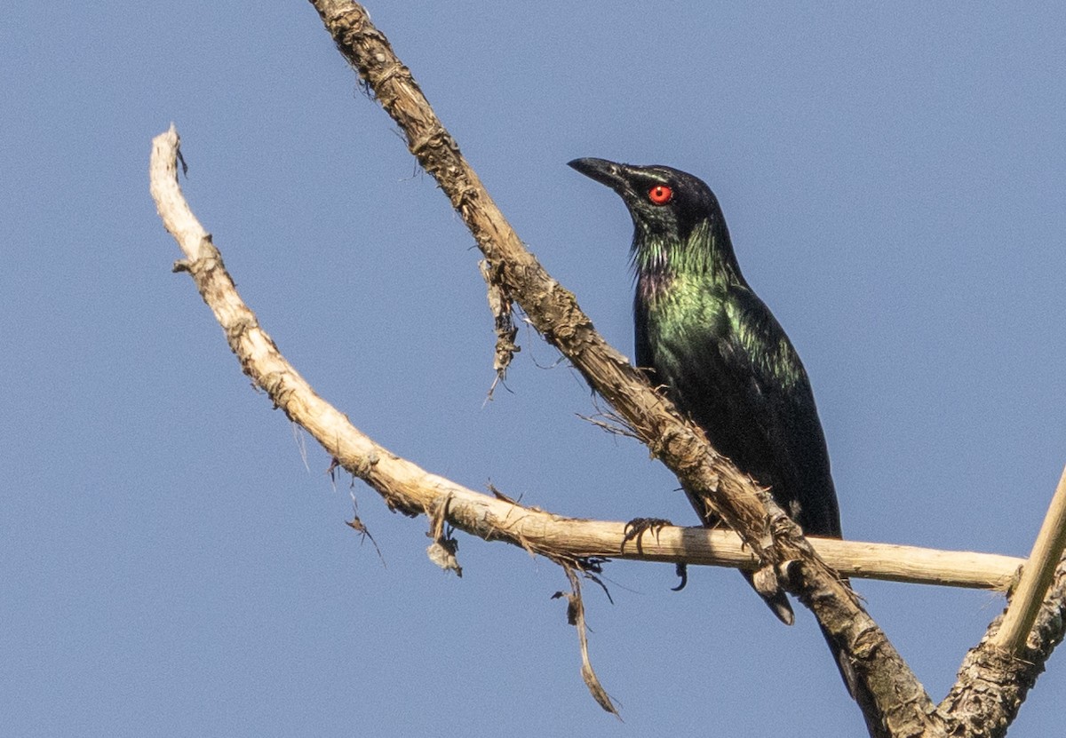 Metallic Starling - ML609760903