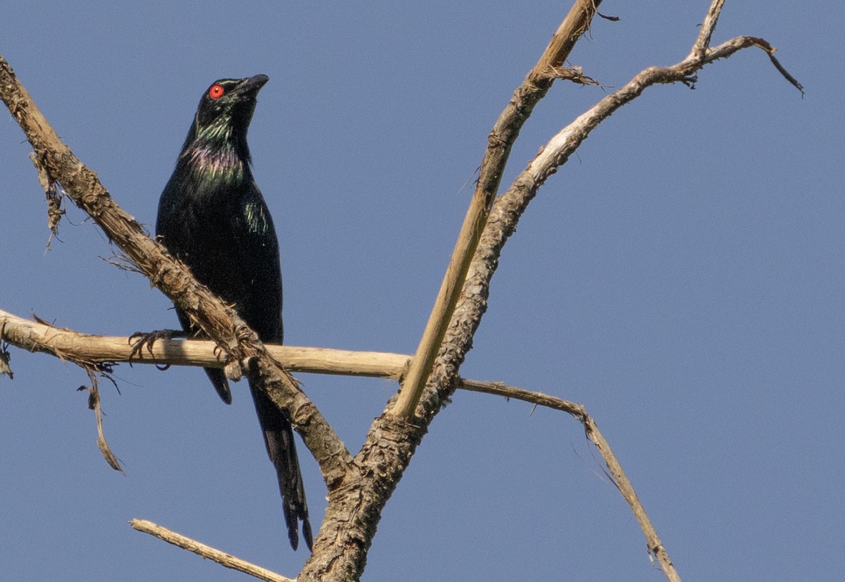 Metallic Starling - ML609760904