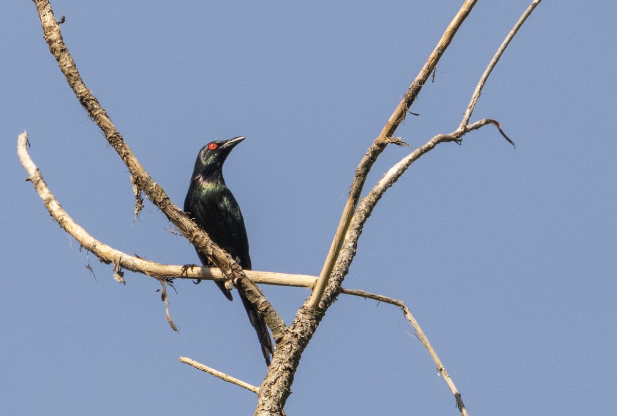 Metallic Starling - ML609760905