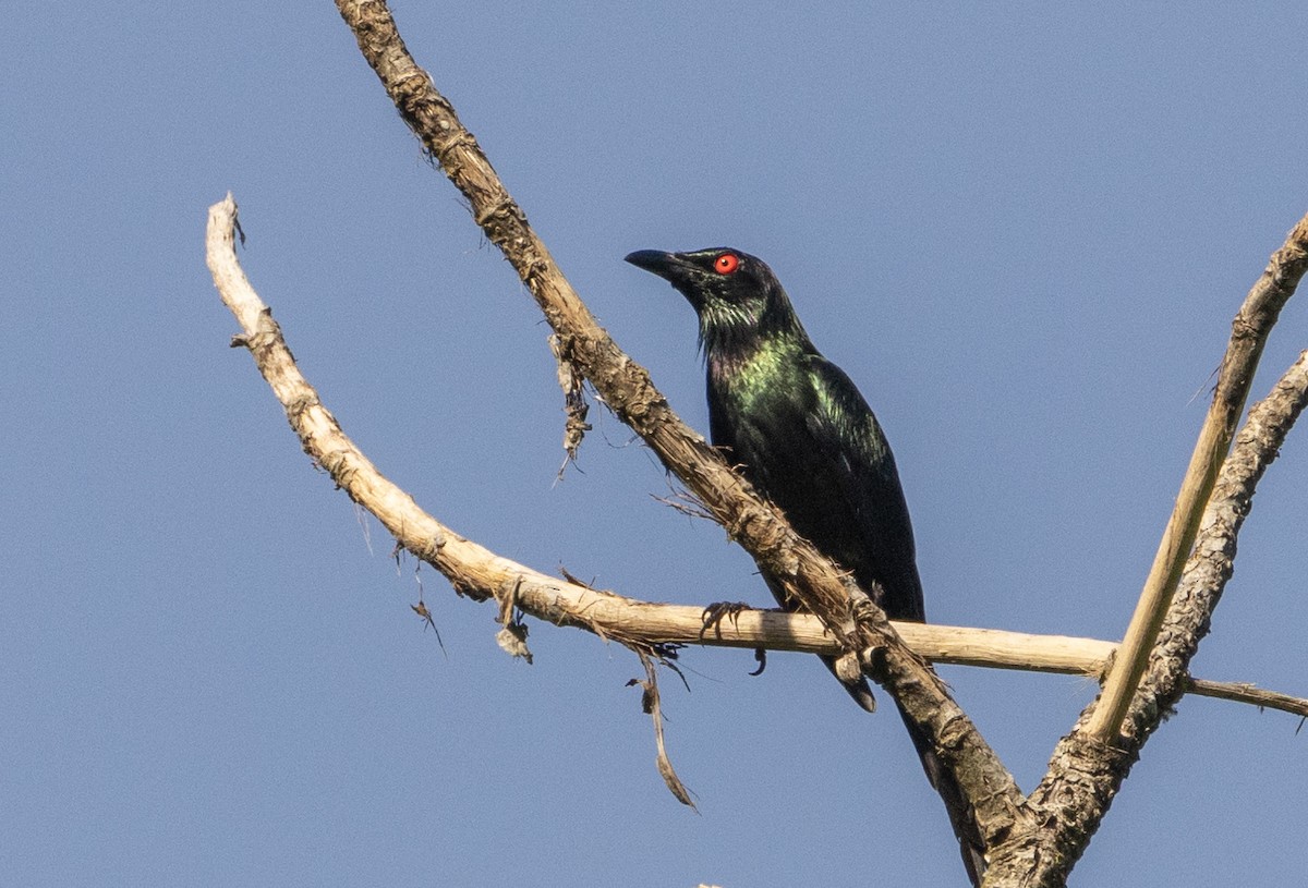 Metallic Starling - Anne Heyerly