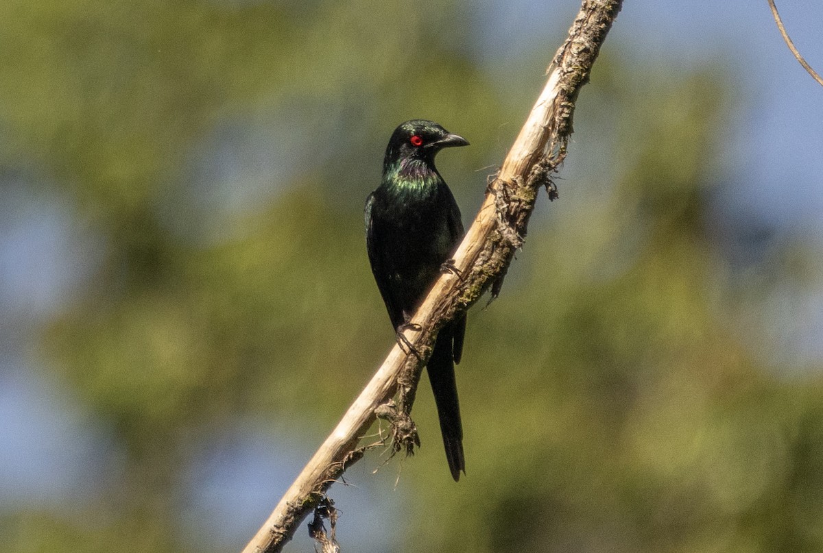 Metallic Starling - ML609760907