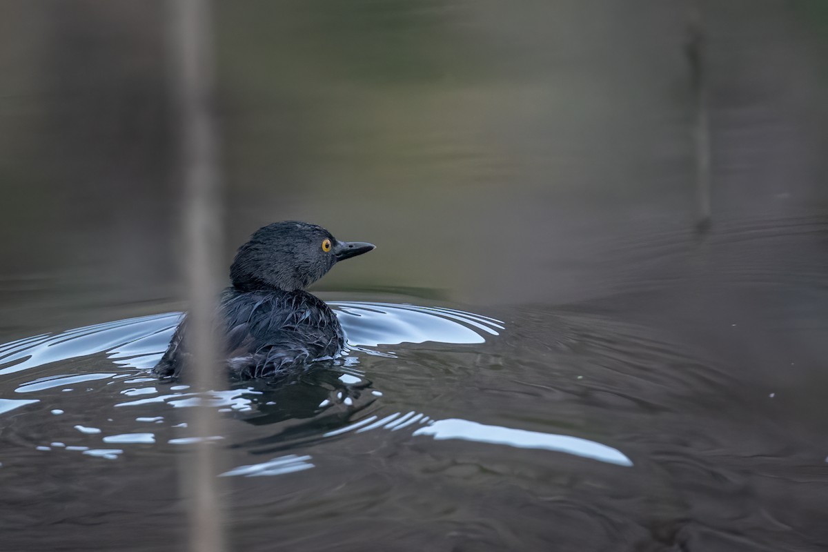 Least Grebe - Anonymous