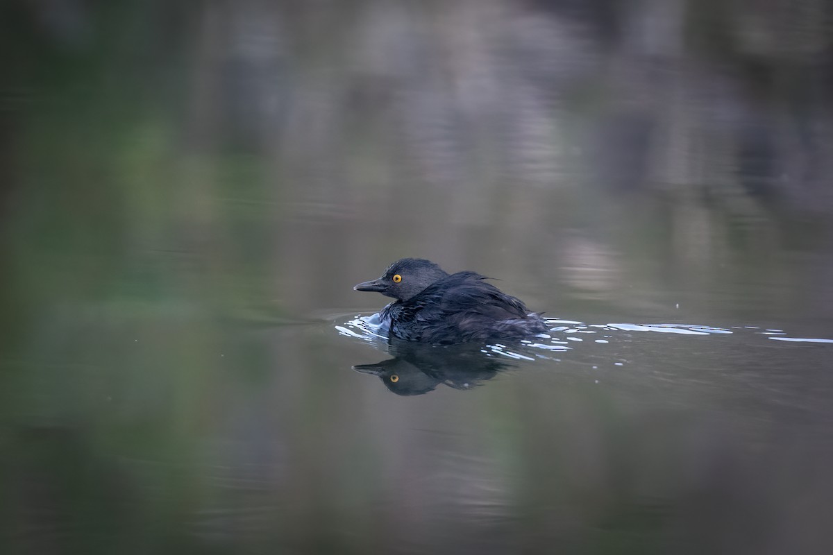 Least Grebe - Anonymous