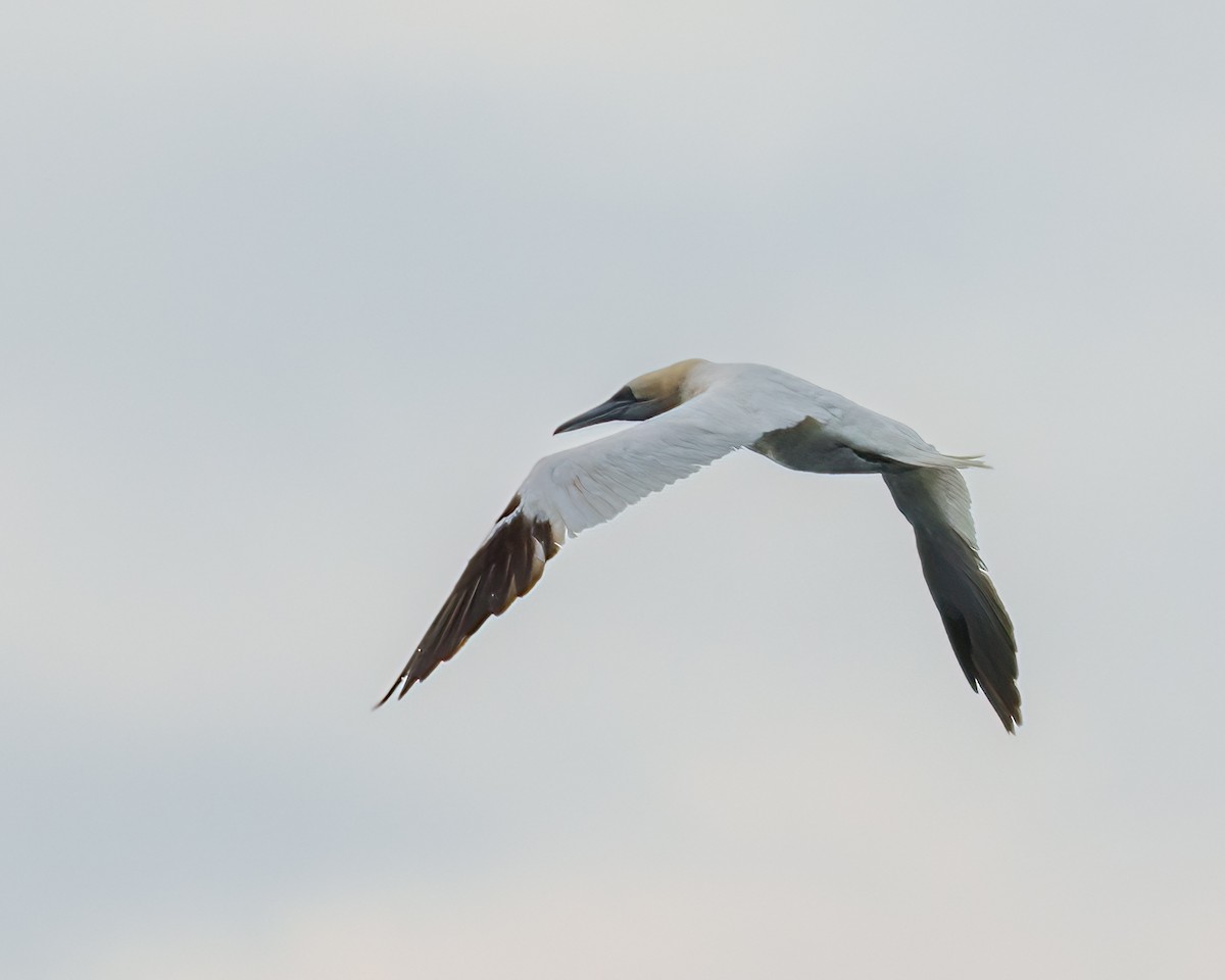 Northern Gannet - ML609760927