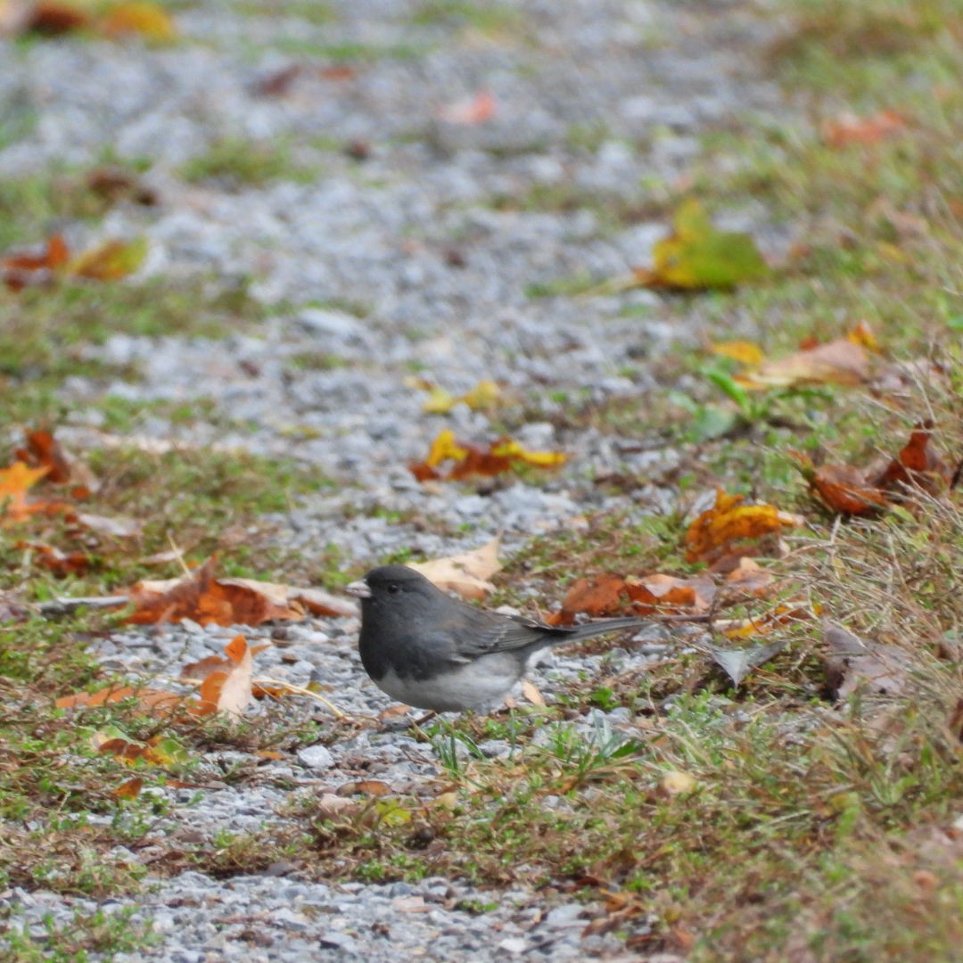 Dark-eyed Junco - ML609760954