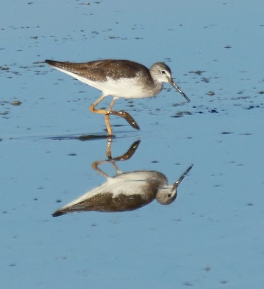 Greater Yellowlegs - Ken Lamberton