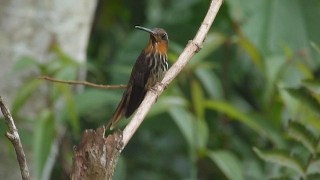 Saw-billed Hermit - ML609760982