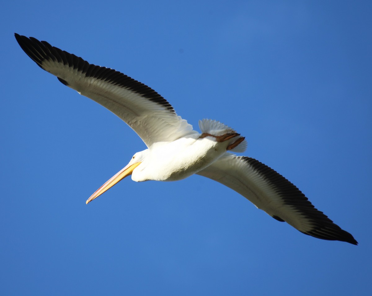 American White Pelican - ML609760983