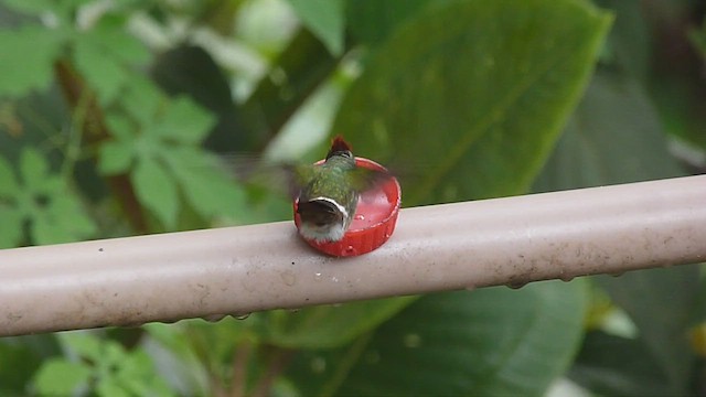 Frilled Coquette - ML609760985