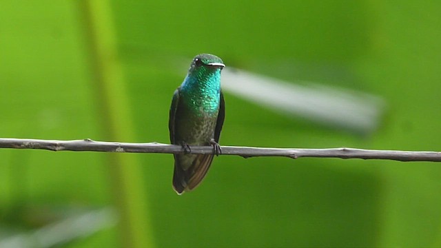 Amazilia Versicolor - ML609761000