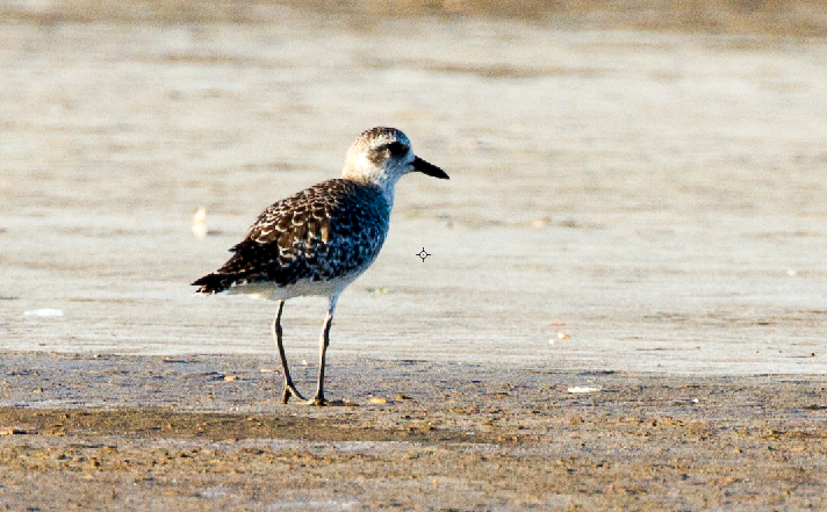 Black-bellied Plover - ML609761071