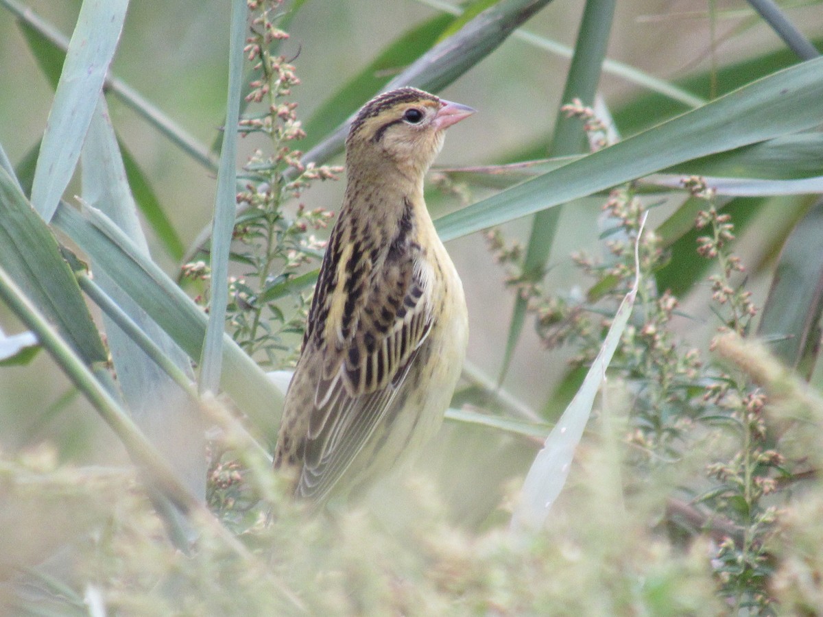 Bobolink - ML609761163