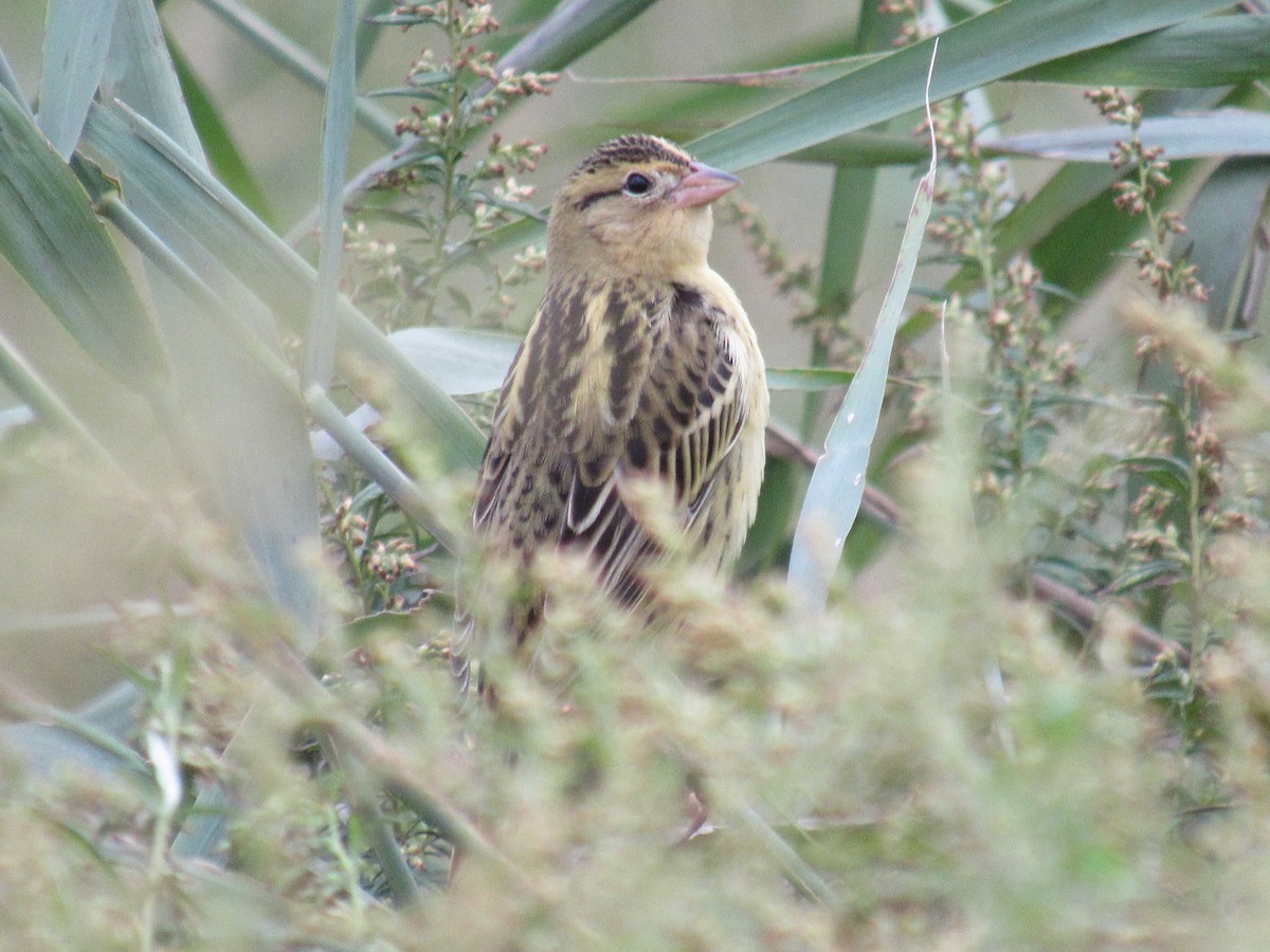 Goglu des prés - ML609761164