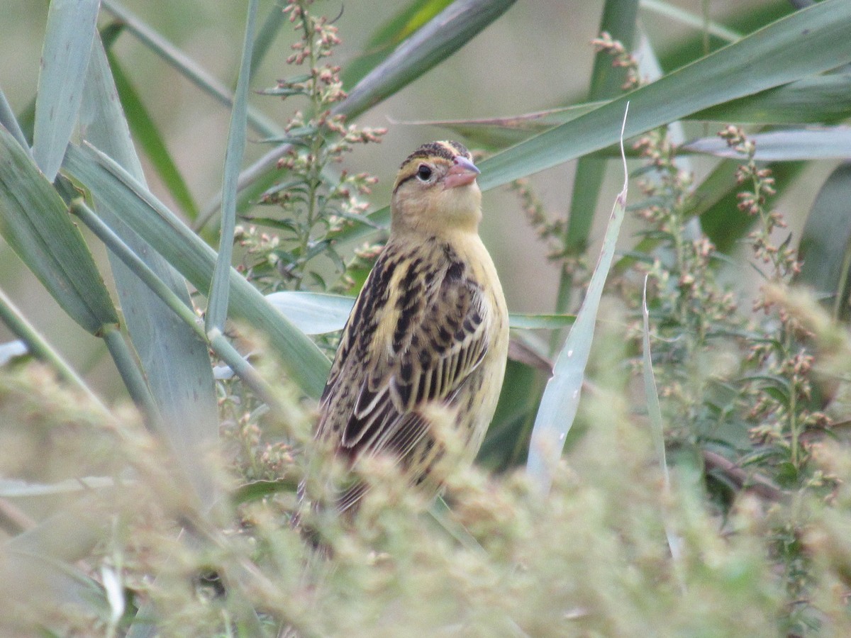 Bobolink - ML609761165