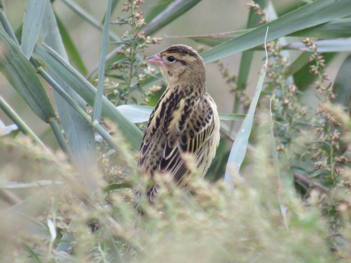 Goglu des prés - ML609761166