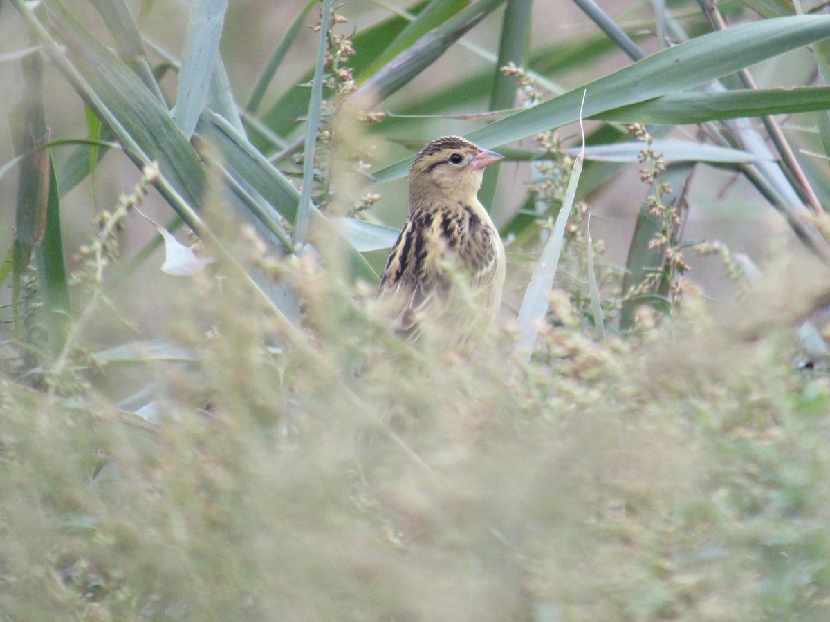 Bobolink - ML609761167