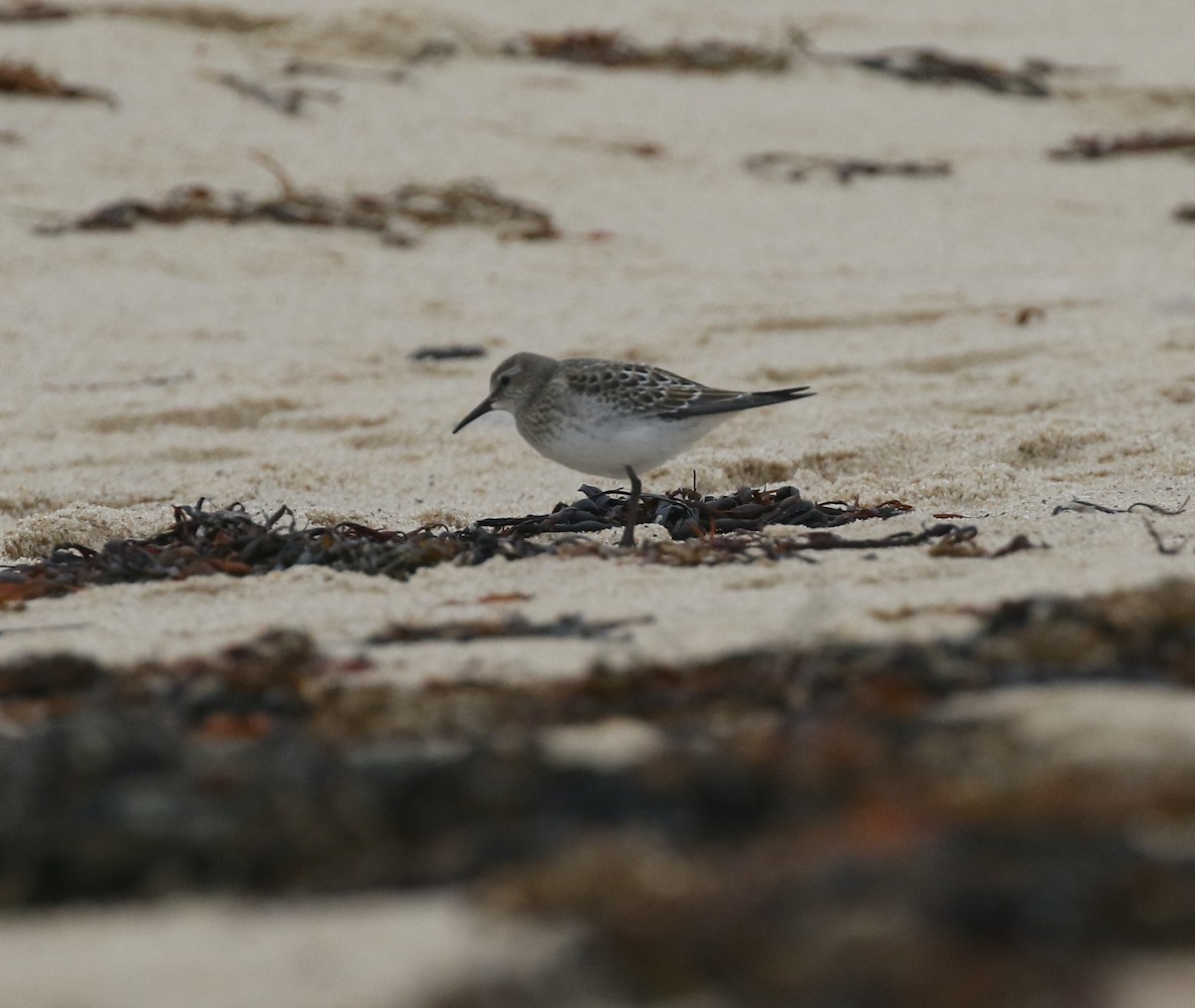 White-rumped Sandpiper - ML609761187