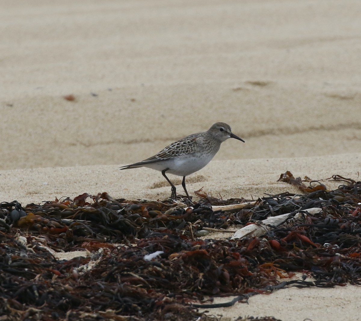 White-rumped Sandpiper - ML609761195