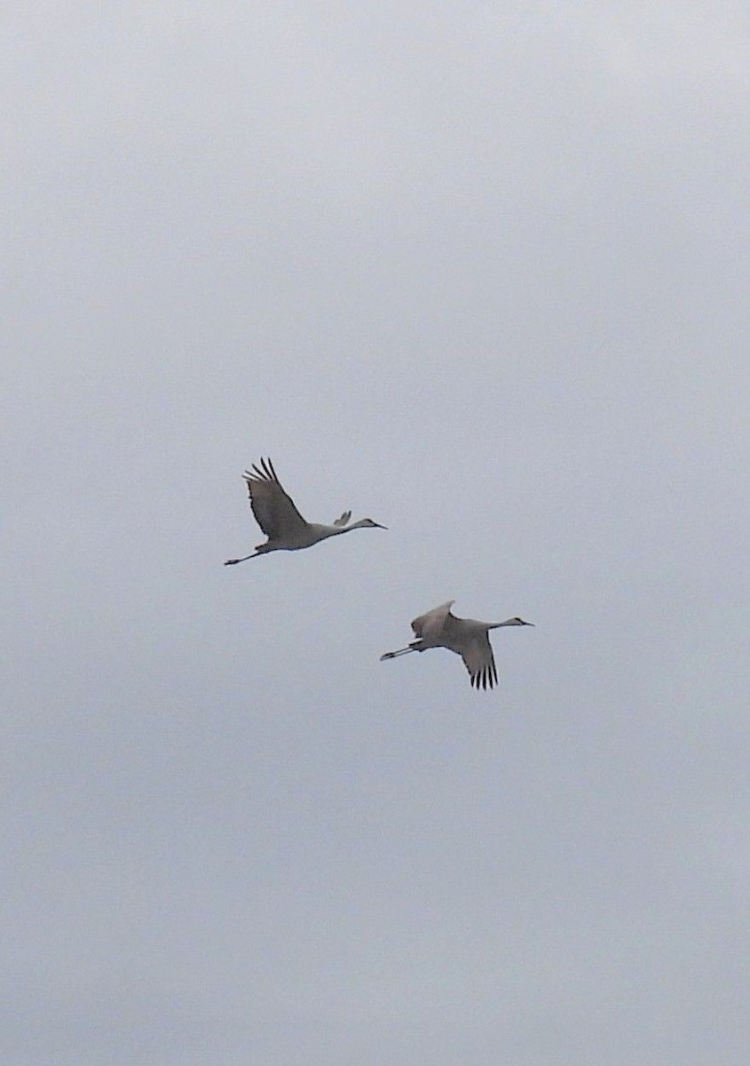 Sandhill Crane - ML609761309