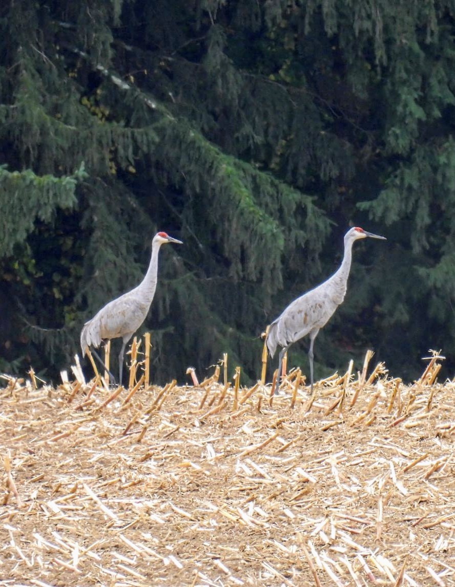 Sandhill Crane - ML609761310