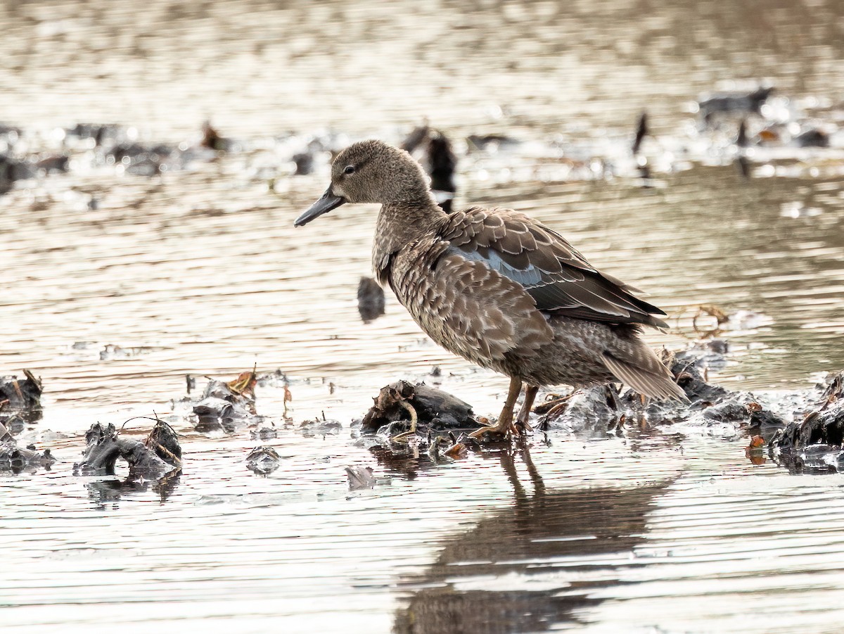 Blue-winged Teal - ML609761329