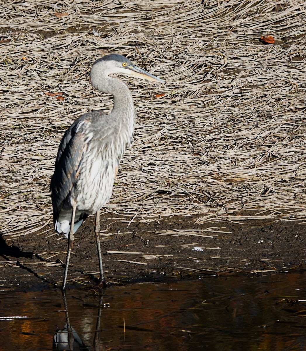 Great Blue Heron - Diane Stinson