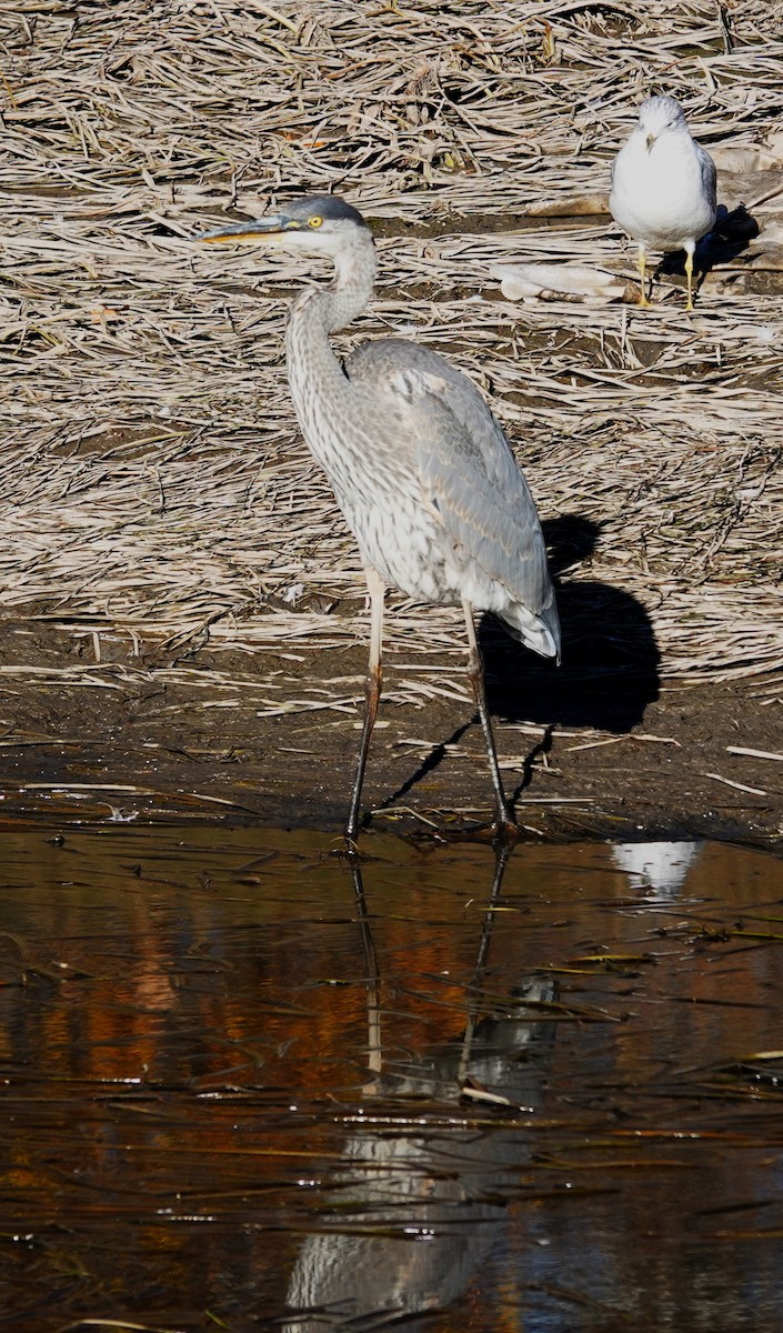 Great Blue Heron - ML609761345