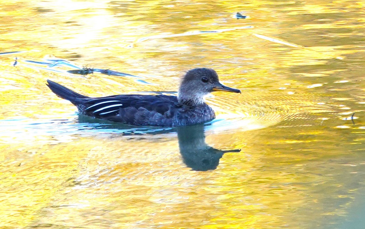 Hooded Merganser - ML609761354