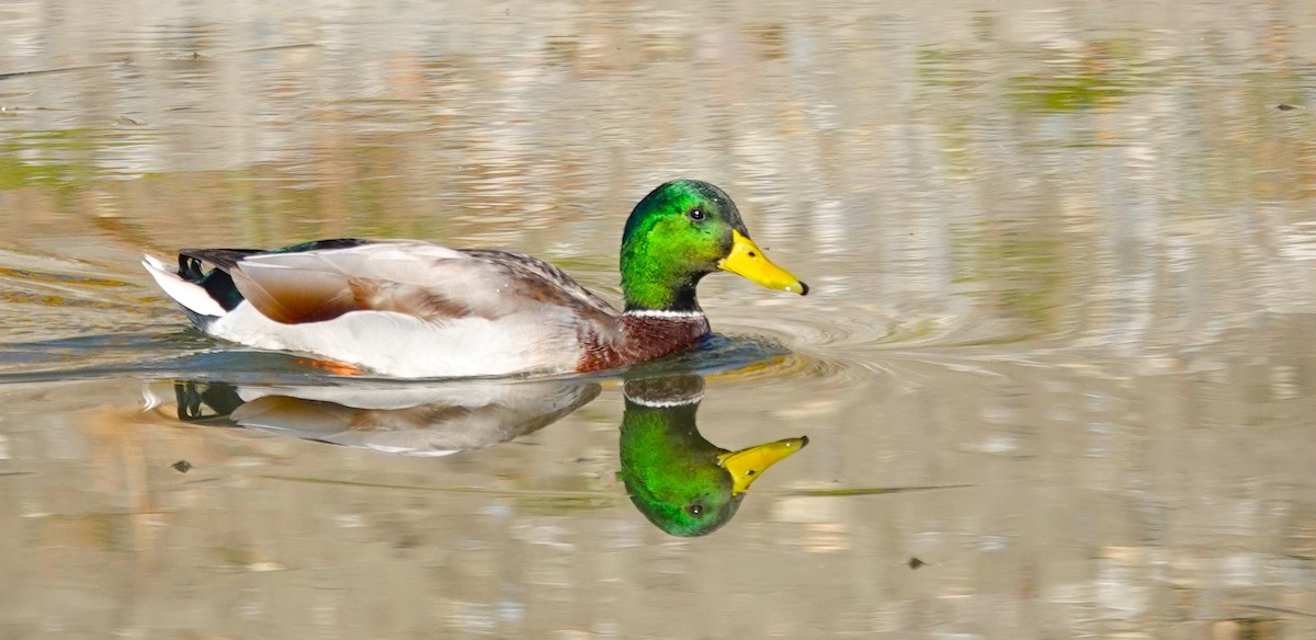 Mallard - ML609761367