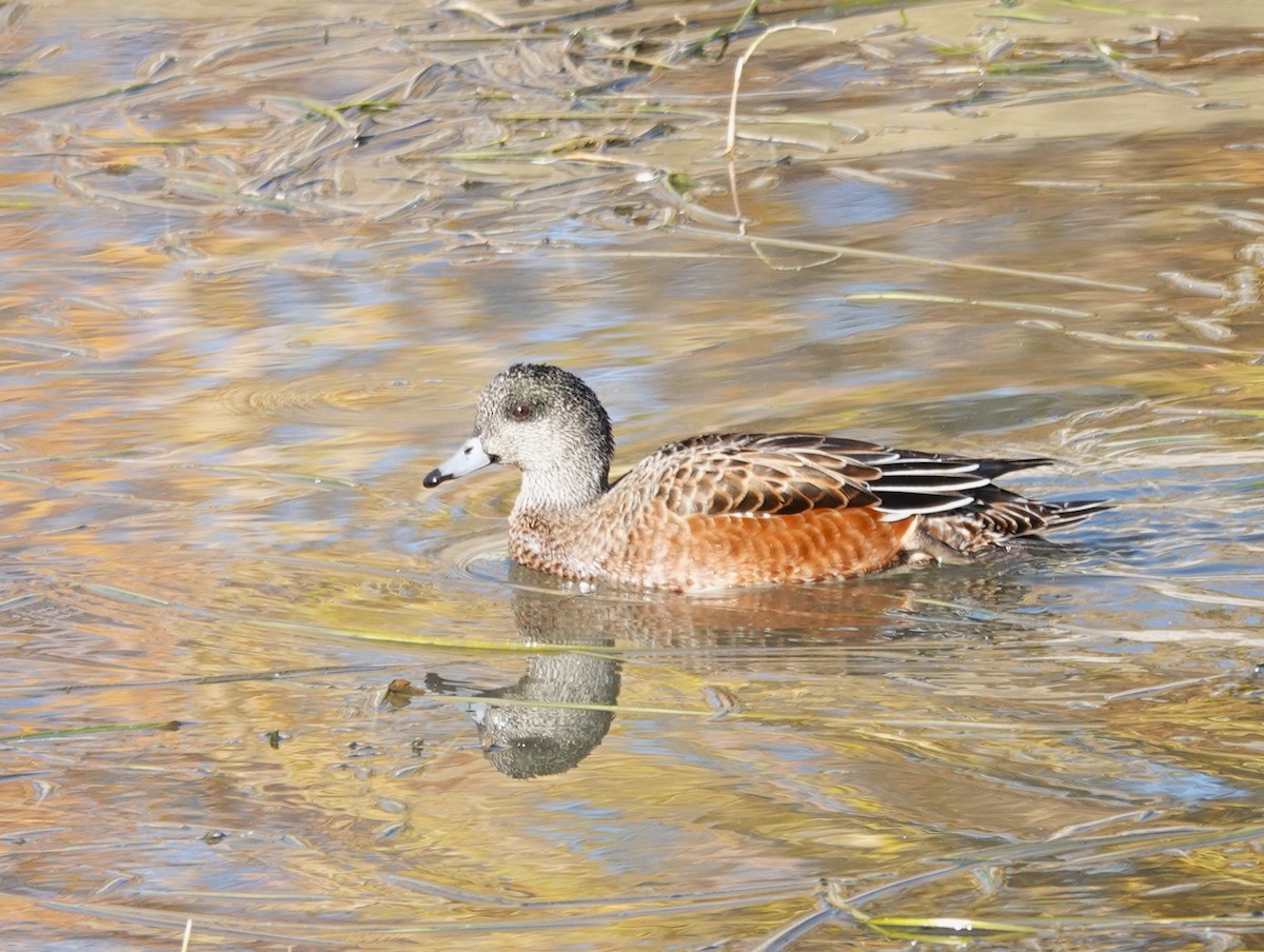 American Wigeon - ML609761371