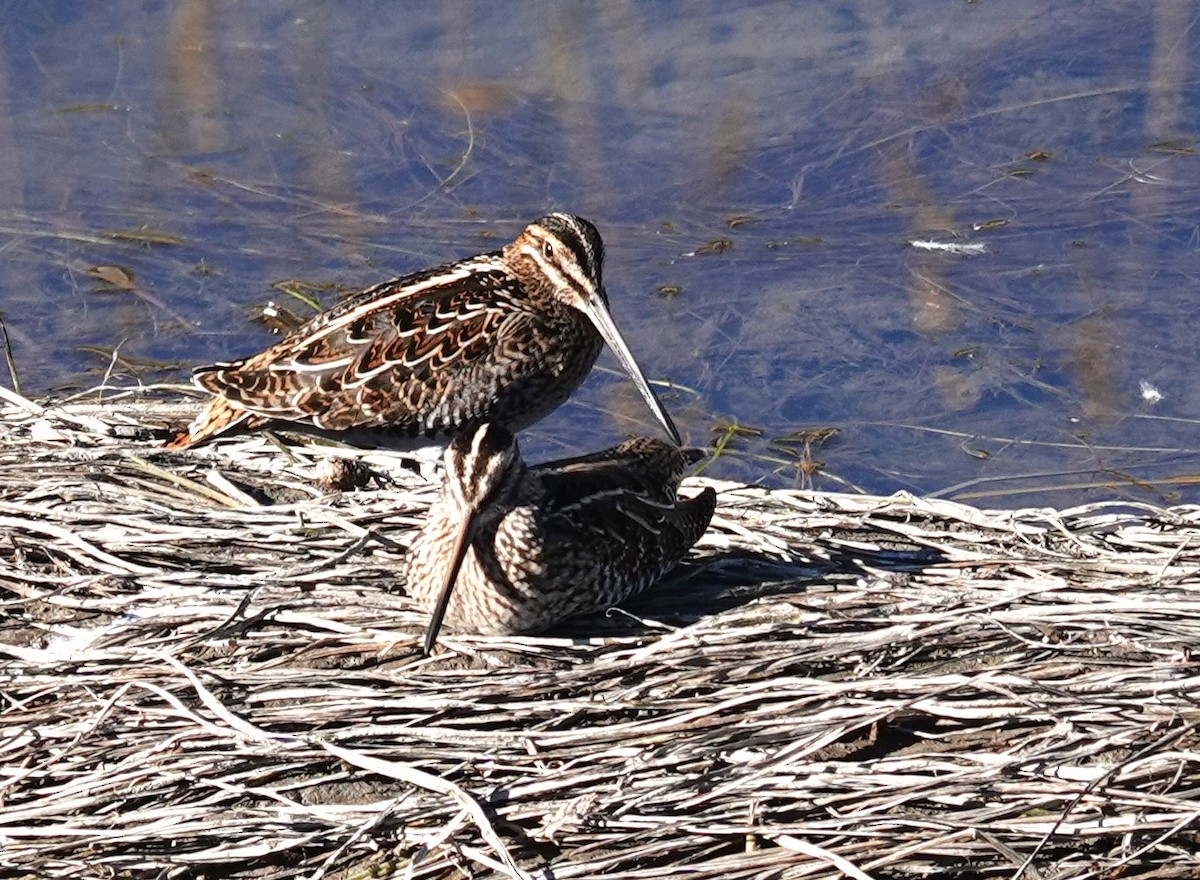 Wilson's Snipe - ML609761407