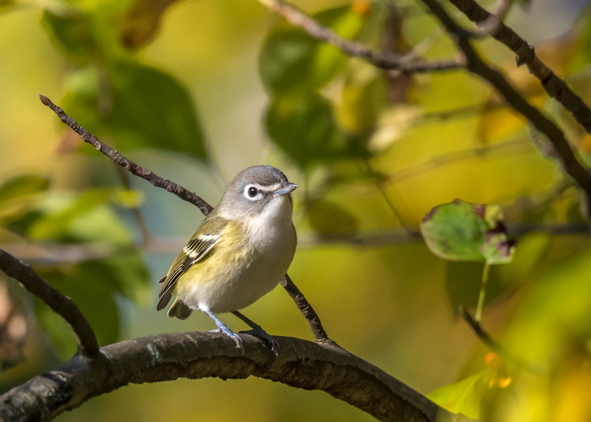 Blue-headed Vireo - ML609761412