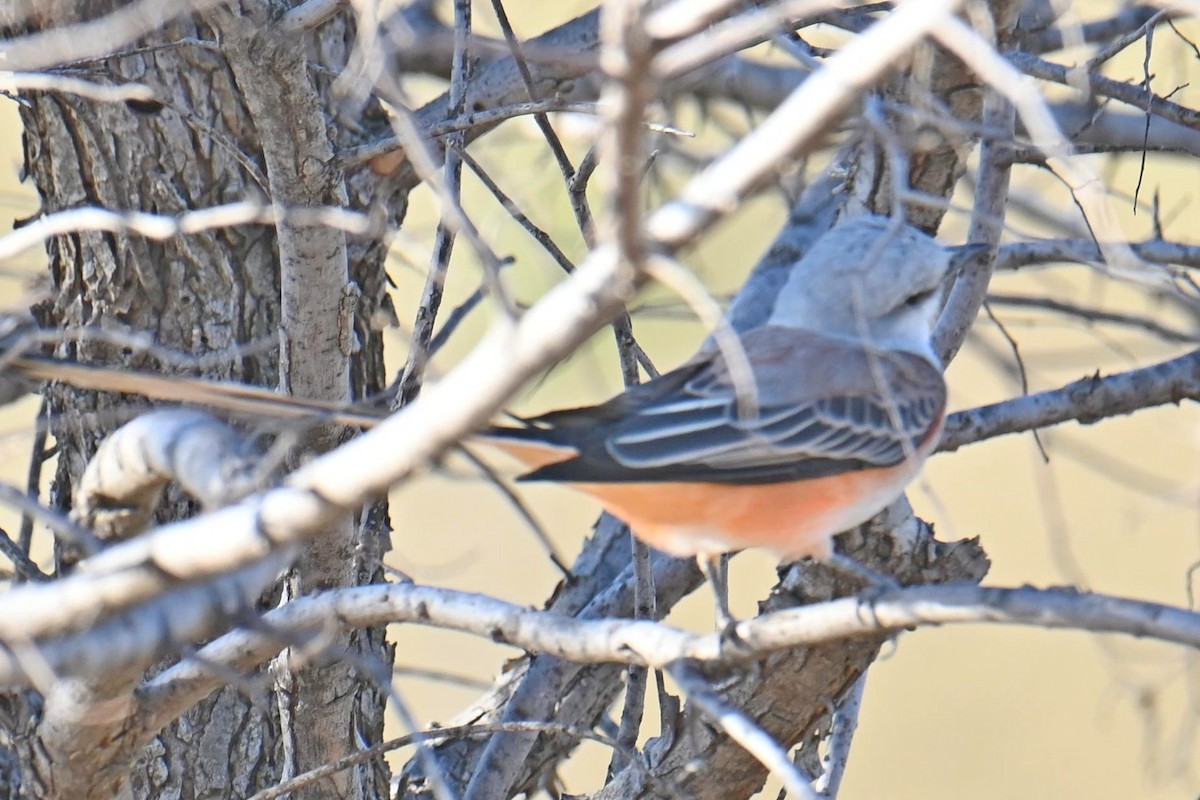 Scissor-tailed Flycatcher - ML609761466