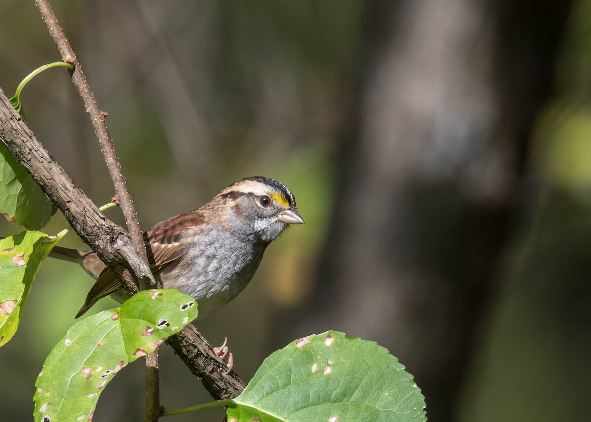 White-throated Sparrow - ML609761475