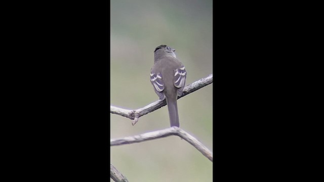 Least Flycatcher - ML609761525