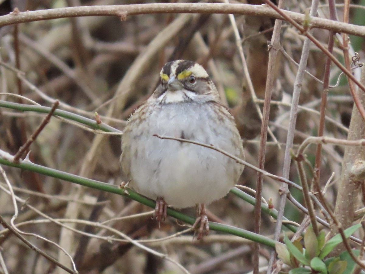 White-throated Sparrow - Tim Carney