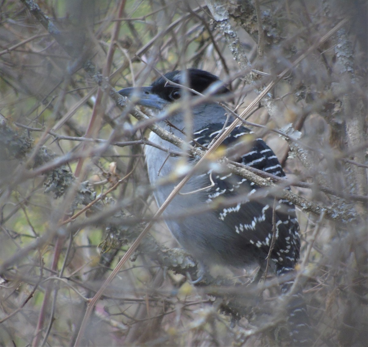 Giant Antshrike - ML609761654