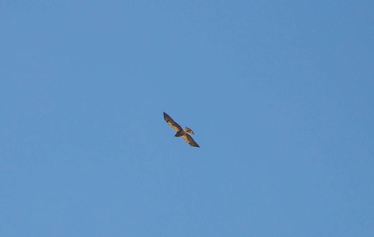 Swainson's Hawk - Daniel Ward