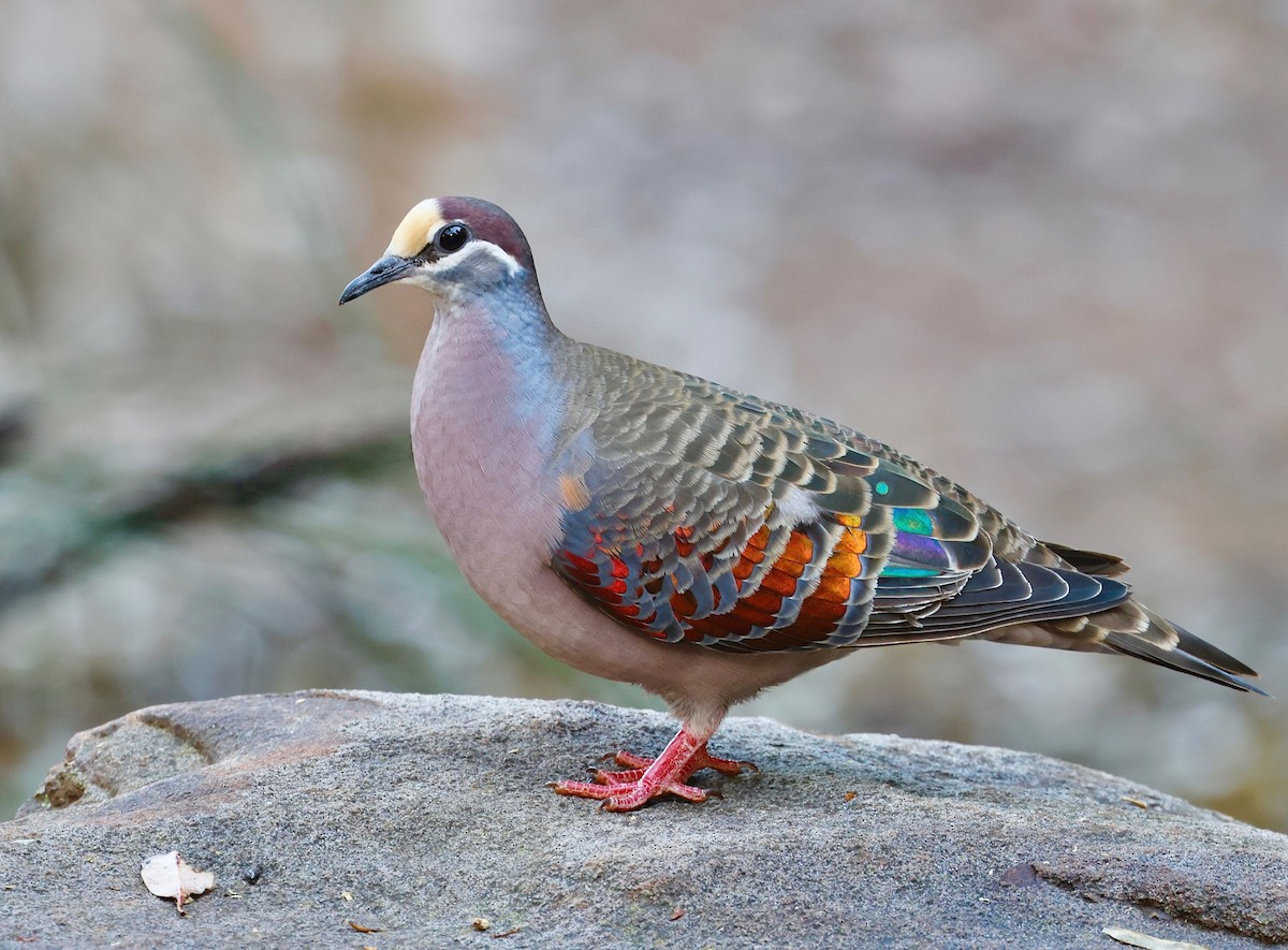 Common Bronzewing - Anonymous