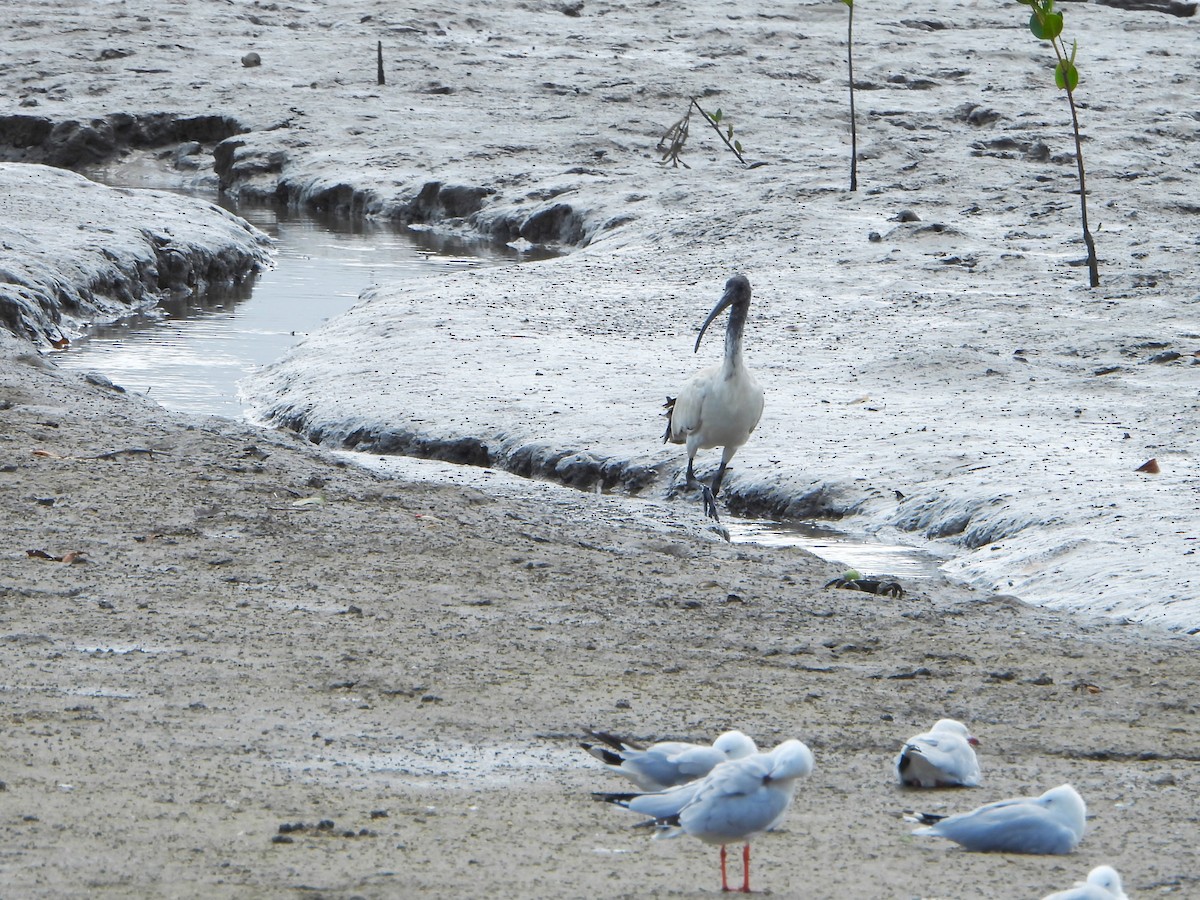 Australian Ibis - ML609761880