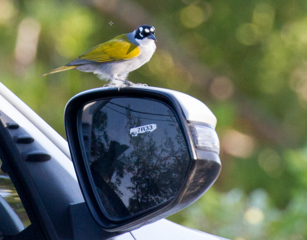 Black-crowned Palm-Tanager - ML609761929