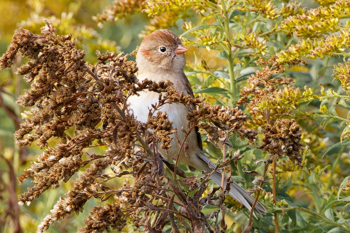 Field Sparrow - ML609761994