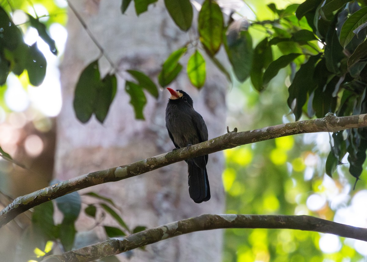 White-fronted Nunbird (White-fronted) - ML609762102